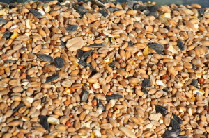 birds love seeds bread and protein