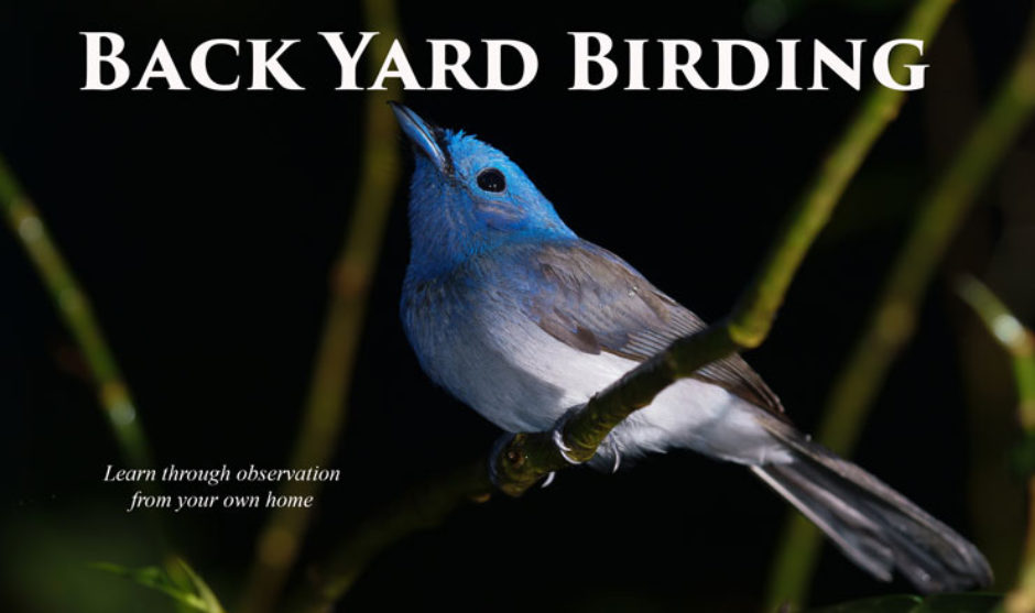 Back Yard Birding